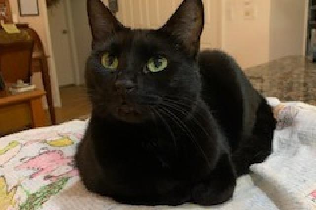 My name is Sweet Pea and I am ready for adoption. Learn more about me!