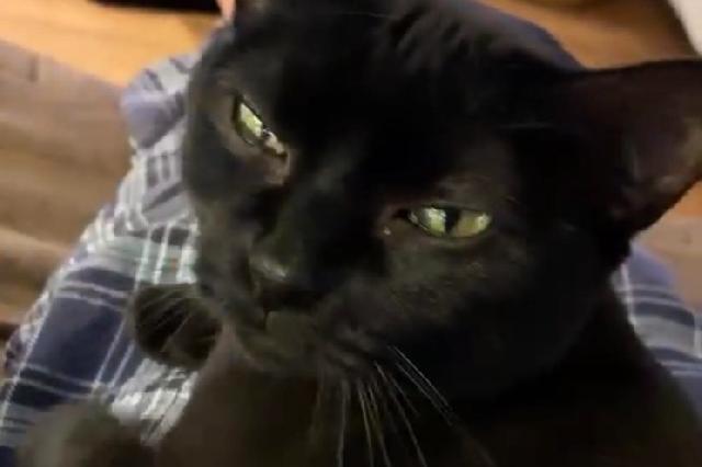 My name is Elbe and I am ready for adoption. Learn more about me!