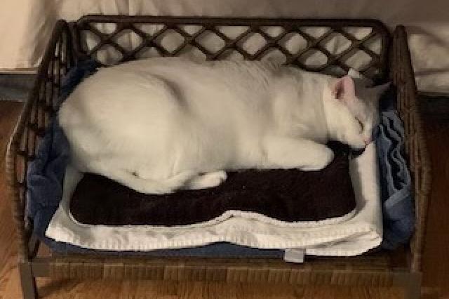 My name is Charlie and I am ready for adoption. Learn more about me!