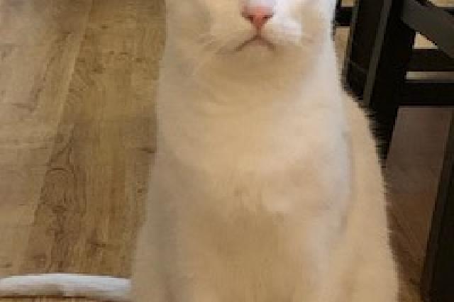 My name is Ash and I am ready for adoption. Learn more about me!
