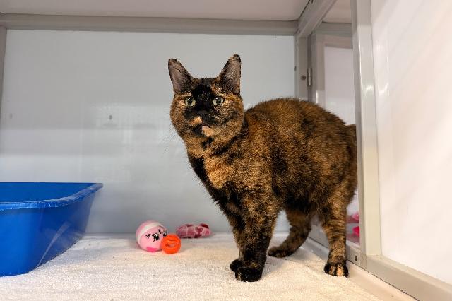 My name is Mimi and I am ready for adoption. Learn more about me!
