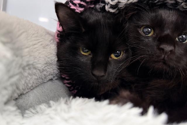 My name is Vesper and I am ready for adoption. Learn more about me!