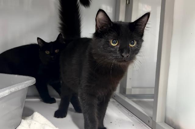 My name is Vega and I am ready for adoption. Learn more about me!