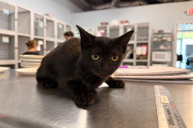 My name is Allegra and I am ready for adoption. Learn more about me!