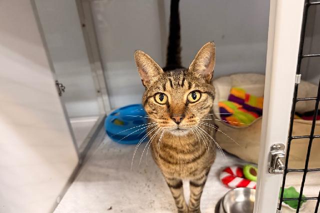 My name is Cleon and I am ready for adoption. Learn more about me!