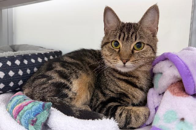 My name is Gizzy and I am ready for adoption. Learn more about me!