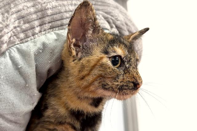 My name at SAFE Haven was Yazmyn and I was adopted!