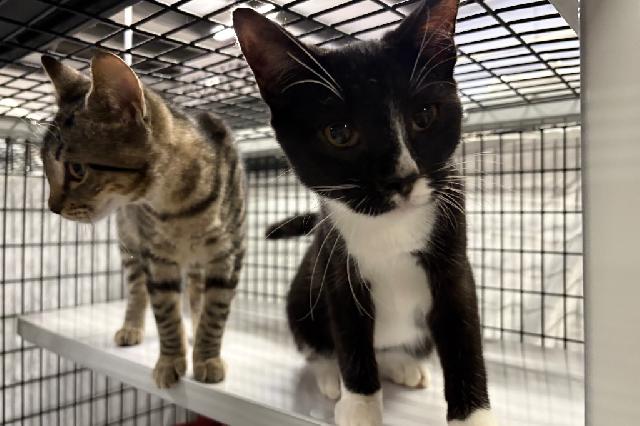 My name is Mittz and I am ready for adoption. Learn more about me!
