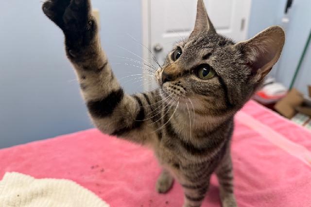 My name is Piggy and I am ready for adoption. Learn more about me!