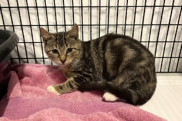 My name is Midge and I am ready for adoption. Learn more about me!