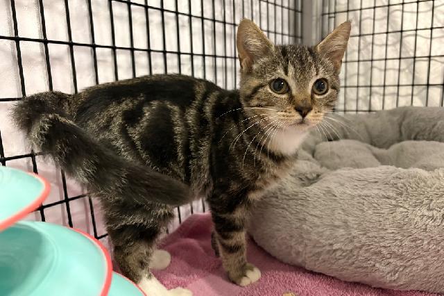 My name at SAFE Haven was Lanternfly and I was adopted!