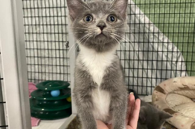 My name is Ady and I am ready for adoption. Learn more about me!