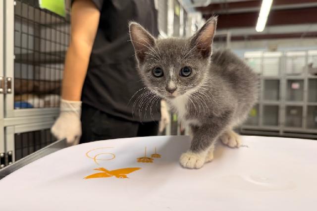 My name is Jared and I am ready for adoption. Learn more about me!