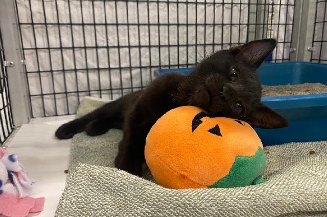My name is Alex and I am ready for adoption. Learn more about me!