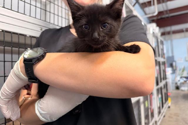 My name is Oscar and I am ready for adoption. Learn more about me!