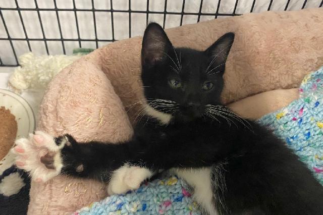 My name is Lindsy and I am ready for adoption. Learn more about me!