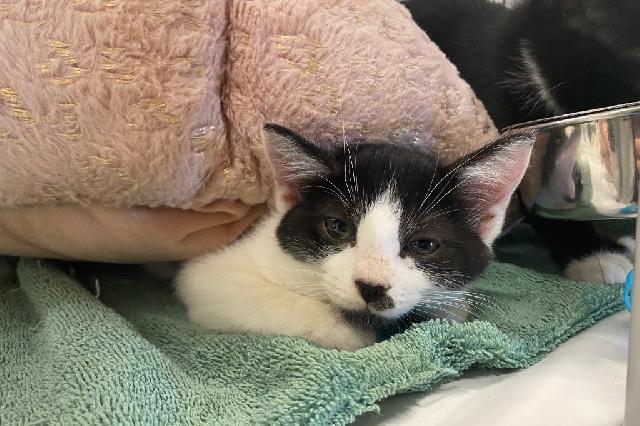 My name is Haily and I am ready for adoption. Learn more about me!