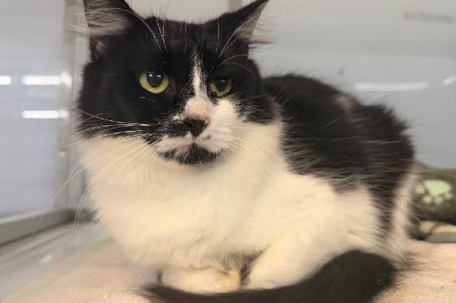 My name is Gray and I am ready for adoption. Learn more about me!
