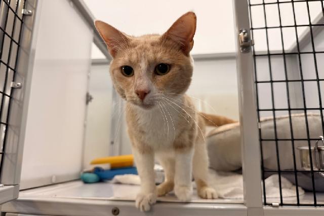 My name at SAFE Haven was Cheeto Puff and I was adopted!