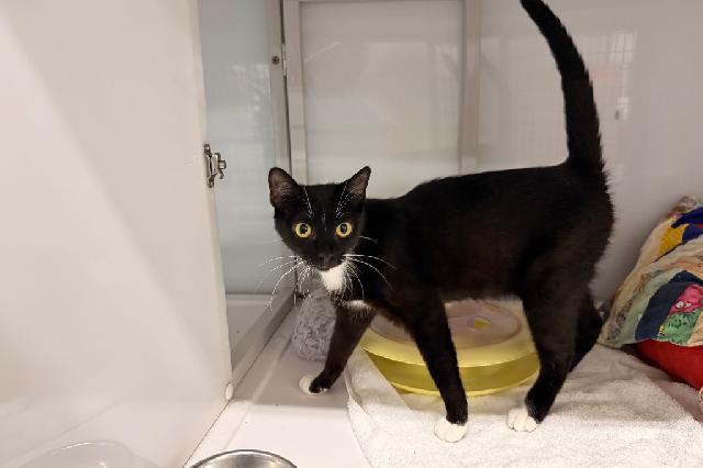 My name at SAFE Haven was Mimmy and I was adopted!