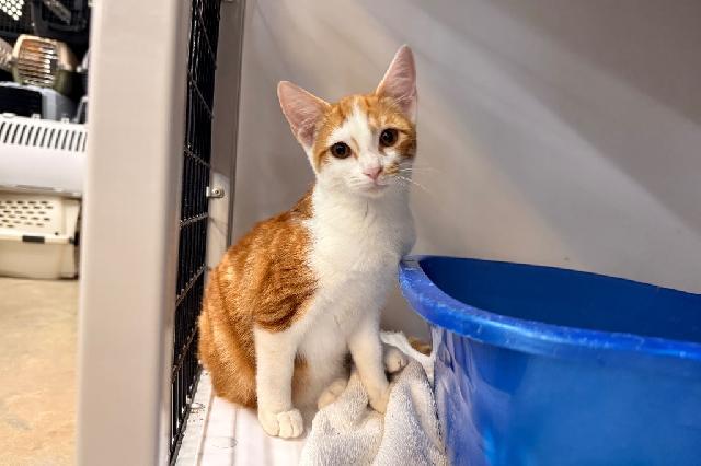My name is Millie Bobby and I am ready for adoption. Learn more about me!