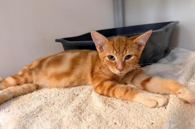 My name is Milon and I am ready for adoption. Learn more about me!