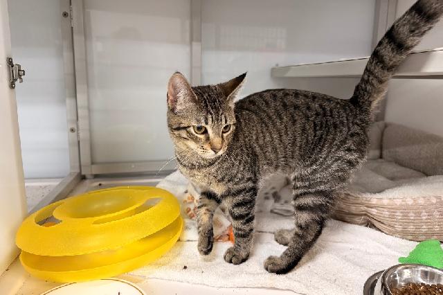 My name is Starburst and I am ready for adoption. Learn more about me!