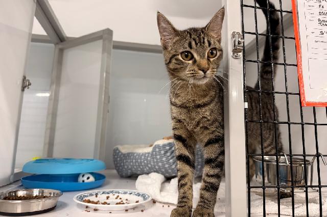 My name is Hi-Chew and I am ready for adoption. Learn more about me!