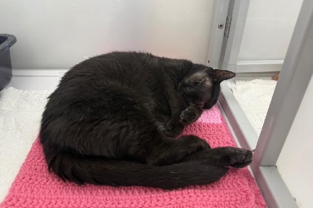 My name is Ninja and I am ready for adoption. Learn more about me!