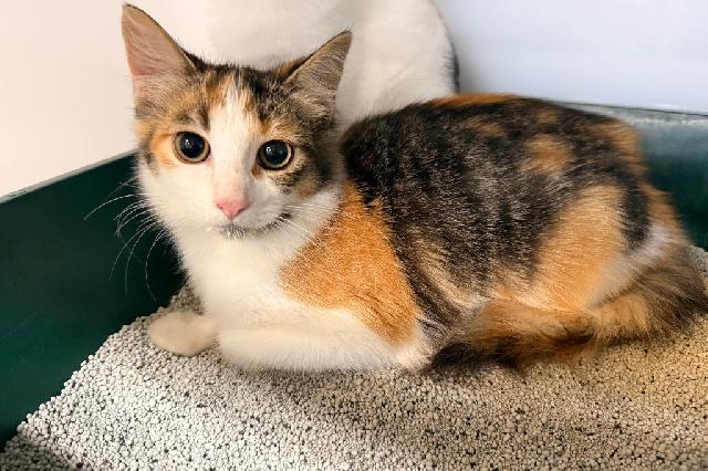 My name at SAFE Haven was Green Bay and I was adopted!