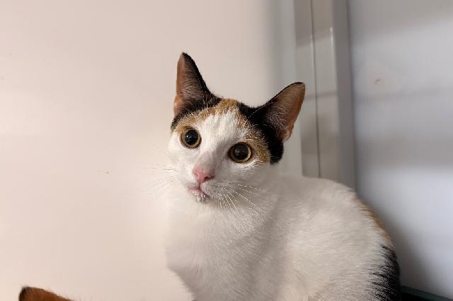 My name is Carolina and I am ready for adoption. Learn more about me!