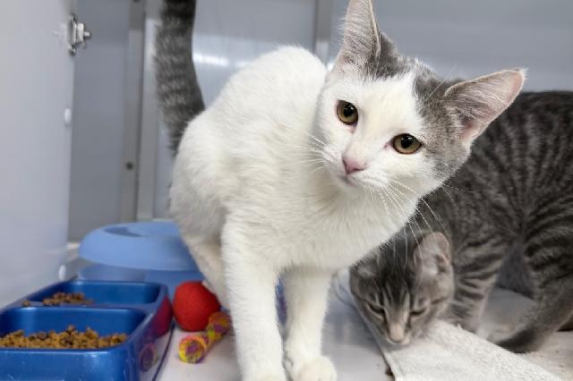 My name is Cookies and Cream and I am ready for adoption. Learn more about me!
