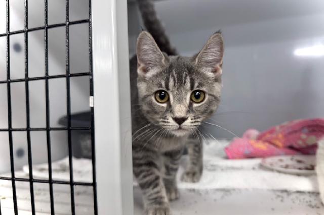 My name is Black Raspberry and I am ready for adoption. Learn more about me!