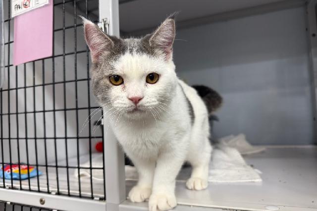 My name is Vanilla Bourbon and I am ready for adoption. Learn more about me!