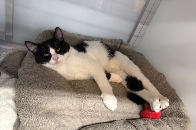 My name is White Mocha and I am ready for adoption. Learn more about me!