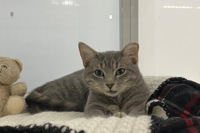 My name at SAFE Haven was Daisy and I was adopted!
