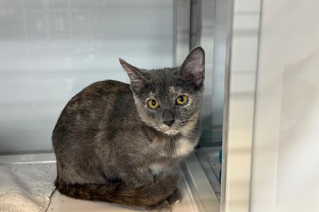 My name is Mila and I am ready for adoption. Learn more about me!