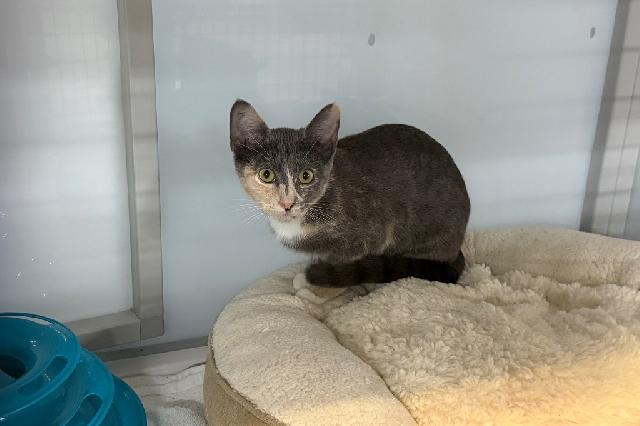 My name is Cleo and I am ready for adoption. Learn more about me!