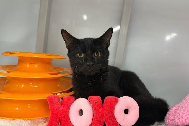 My name at SAFE Haven was Dandy and I was adopted!