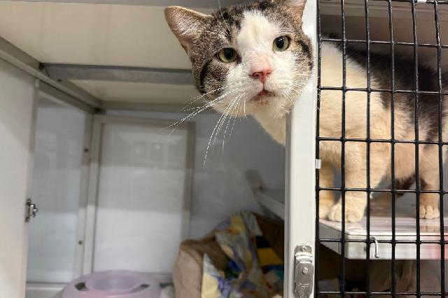 My name is Albert and I am ready for adoption. Learn more about me!