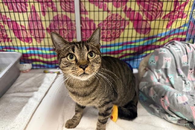 My name is Cap and I am ready for adoption. Learn more about me!