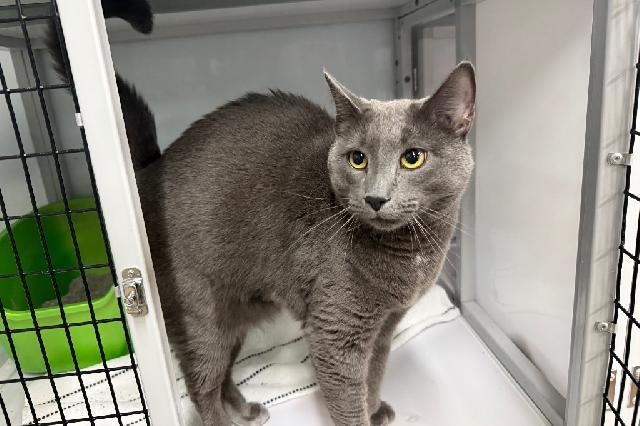 My name at SAFE Haven was Graysun and I was adopted!