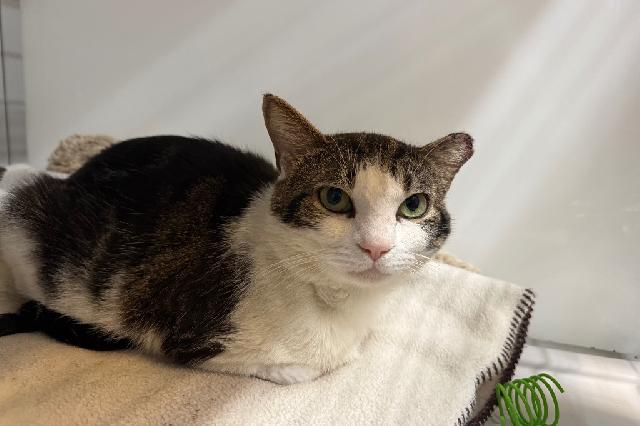 My name is Ren and I am ready for adoption. Learn more about me!