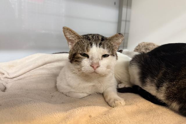 My name is Stimpy and I am ready for adoption. Learn more about me!