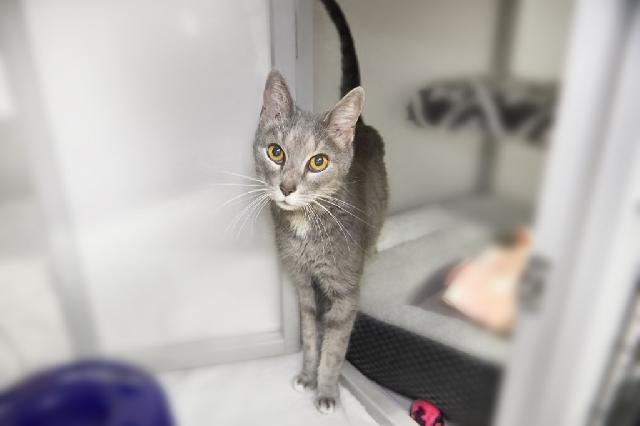 My name at SAFE Haven was Desiree and I was adopted!