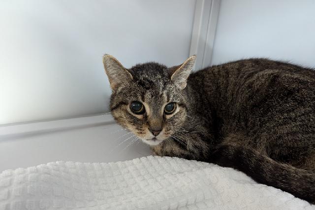 My name is Starling and I am ready for adoption. Learn more about me!
