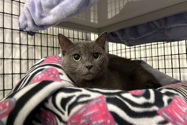 My name is Herald Angel and I am ready for adoption. Learn more about me!
