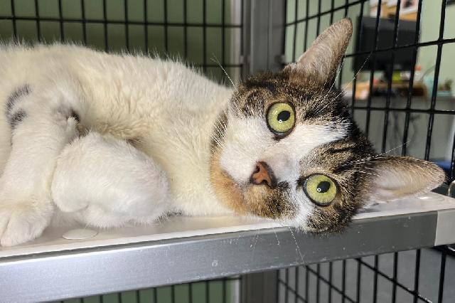 My name is Toby and I am ready for adoption. Learn more about me!
