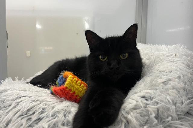 My name is Kanki and I am ready for adoption. Learn more about me!