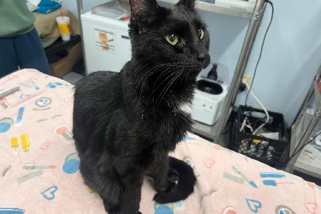 My name is Ichiban and I am ready for adoption. Learn more about me!